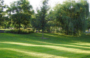 Arbre de vie Cimetière St-Jean-sur-Richelieu